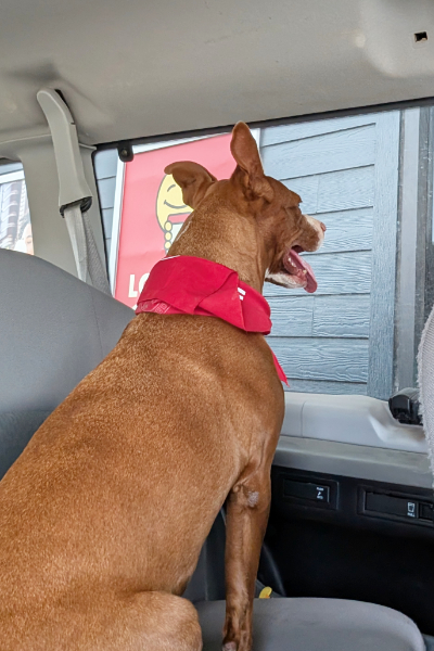 Friend’s at Freedom Fields - Grace Waiting for her puppcup!