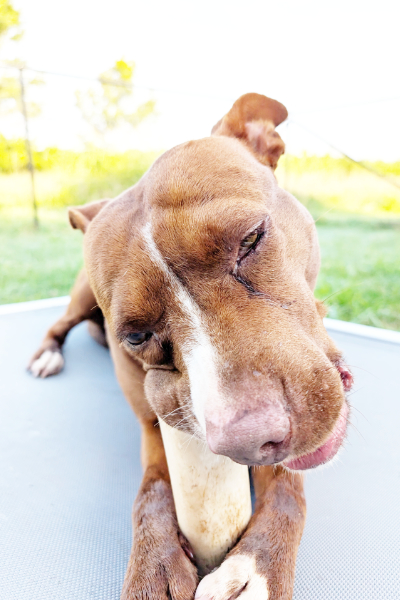 Friend’s at Freedom Fields - Grace's bone chewing time