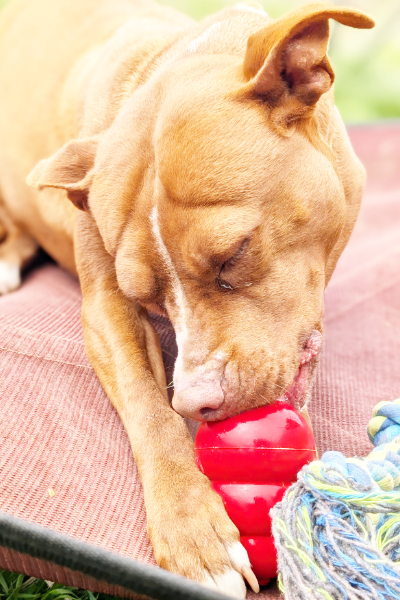 Friend’s at Freedom Fields - Grace with kong toy